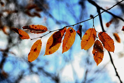 Hoja, Árbol, Verde, Otoño, Naturaleza