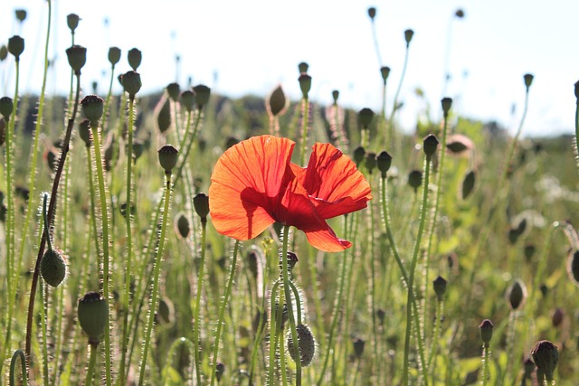 Mohn, Blumen Hintergrund, Klatschmohn