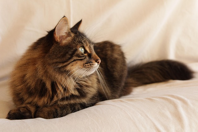 Free Comfortable Cat photo and picture