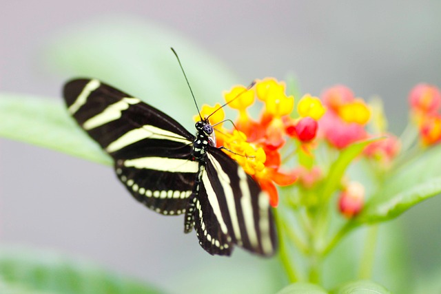 Free Zebra Longwing Butterfly photo and picture
