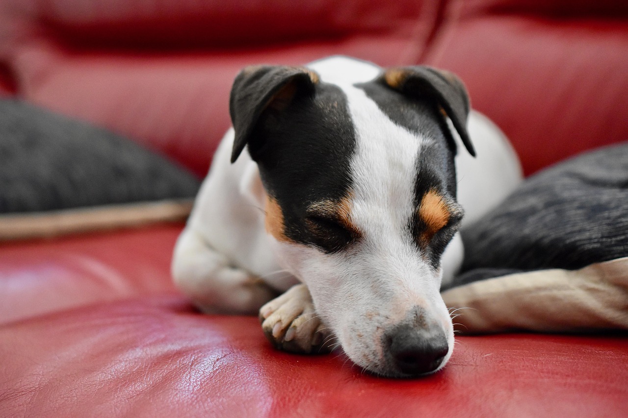 Jack Russel - free online jigsaw puzzle photo