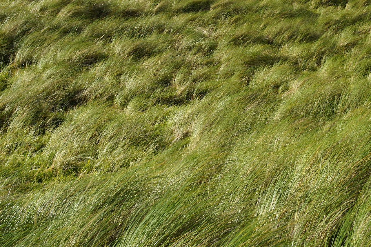 Dune Rumput Angin Foto Gratis Di Pixabay