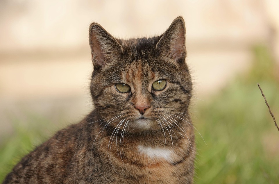 Brown And White Cat