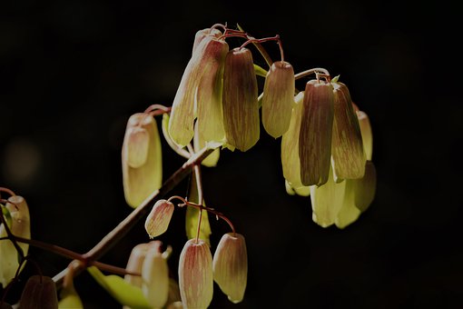 Blomst, Blomstre, Plante, Natur, Tæt Op