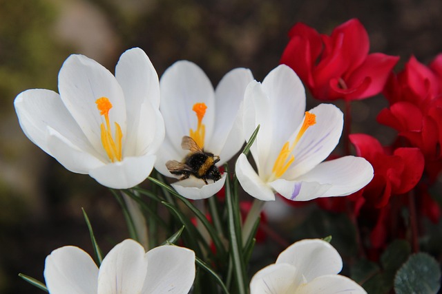 Free Crocus Bourdon photo and picture