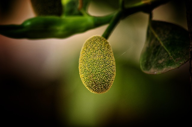 Jackfrucht Obst Klein - Kostenloses Foto auf Pixabay - Pixabay