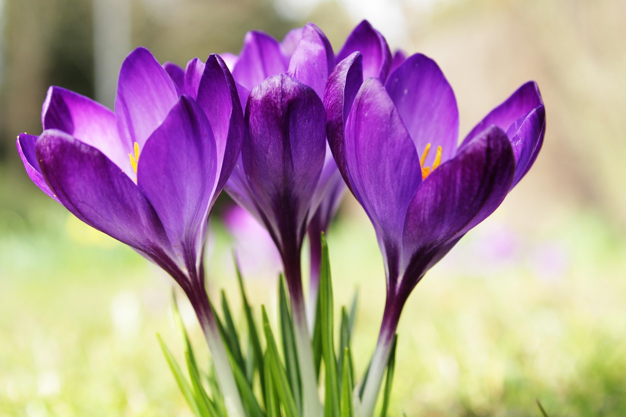 Krokus Lila Blomma Gratis Foto P Pixabay Pixabay Krokus Lila Blomma Gratis Foto P Pixabay Pixabay