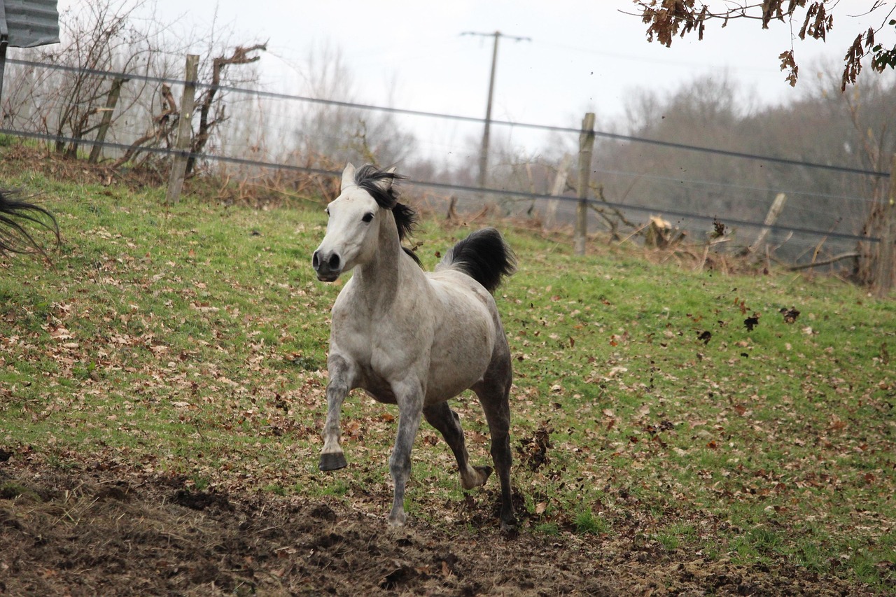 Horse - free online jigsaw puzzle photo