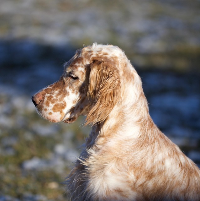 Dog Setter Portrait - Free photo on Pixabay - Pixabay