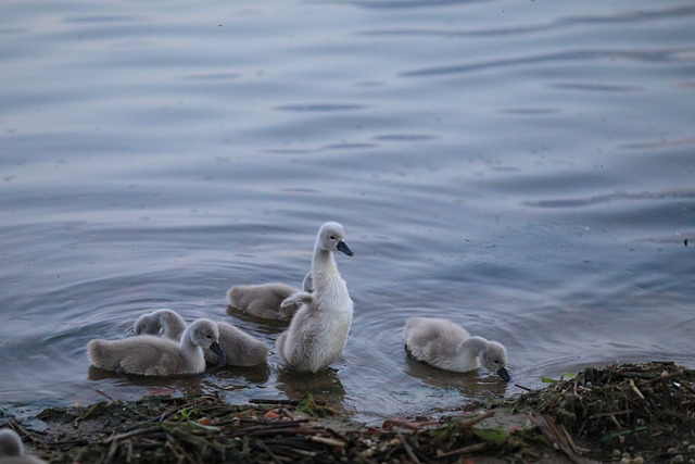 Free Swan Baby photo and picture