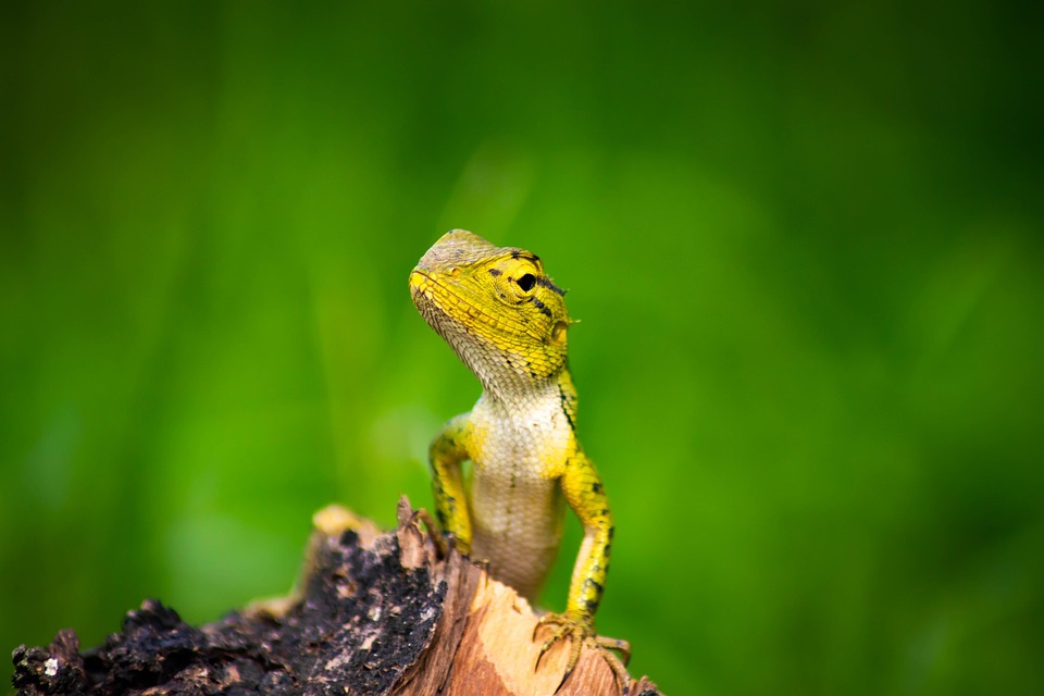 Kameleon, Achtergrond, Geïsoleerd, Groen, Dierlijk