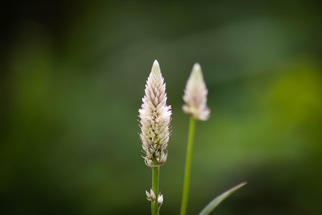 Free Nature Green photo and picture