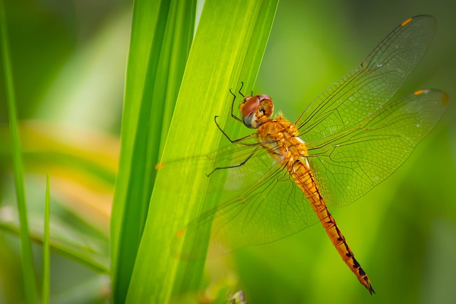 Free Dragonfly Background photo and picture