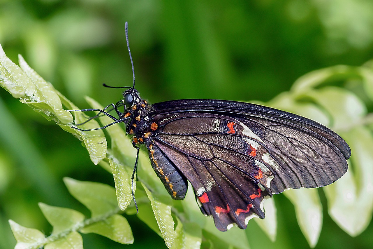 Butterfly - free online jigsaw puzzle photo