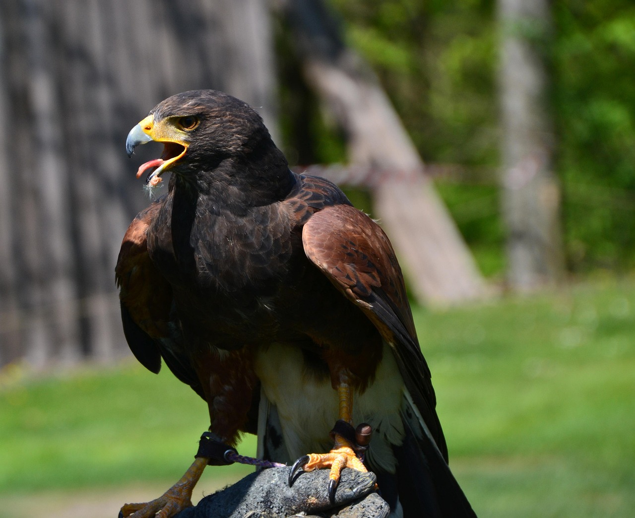 Predatory Ridable Birds Predatory Bird Predator - Free photo on Pixabay - Pixabay