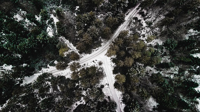 Free Forest Drone photo and picture
