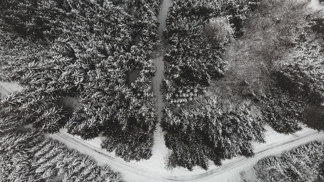 Free Forest Drone photo and picture