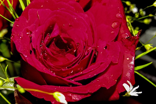 Free Red Rose photo and picture