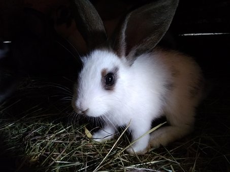 Free Rabbit Animals photo and picture