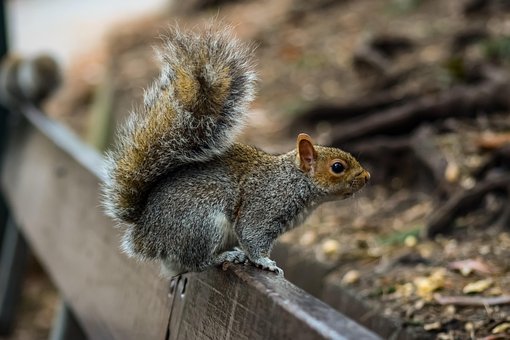 squirrel images pixabay download