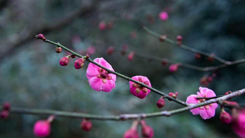 花 梅の花 春 Pixabayの無料写真