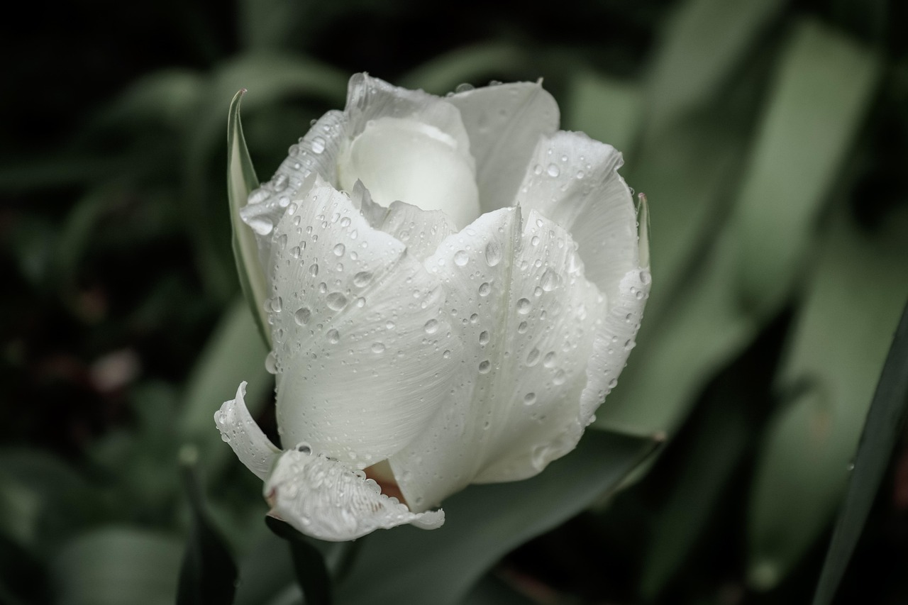 flower, flower wallpaper, tulip, spring, beautiful flowers, blossom, bloom, close up, flower background, dewdrop, drip, plant, nature, garden, macro, postcard