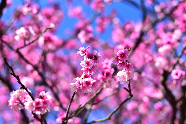 Planter, Blomst Baggrund, Blomster