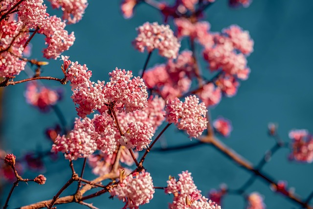 Download free HD stock image of Viburnum Fragrant Snowball Free Viburnum Fragrant Snowball photo and picture
