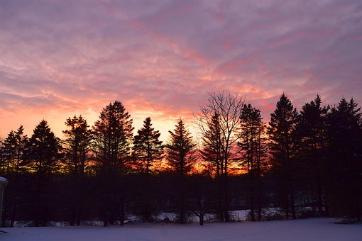 Free Sunset Trees photo and picture