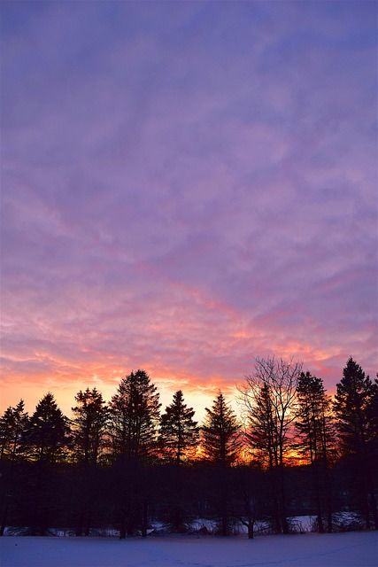Free Sunset Trees photo and picture