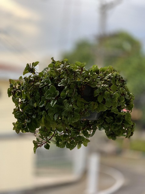 Free Plants Vase photo and picture