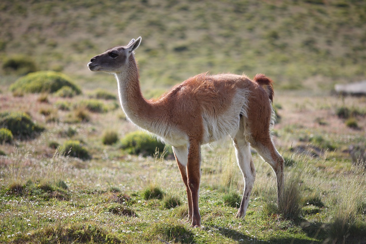 Guanaco Animal Chile Free Photo On Pixabay Pixabay