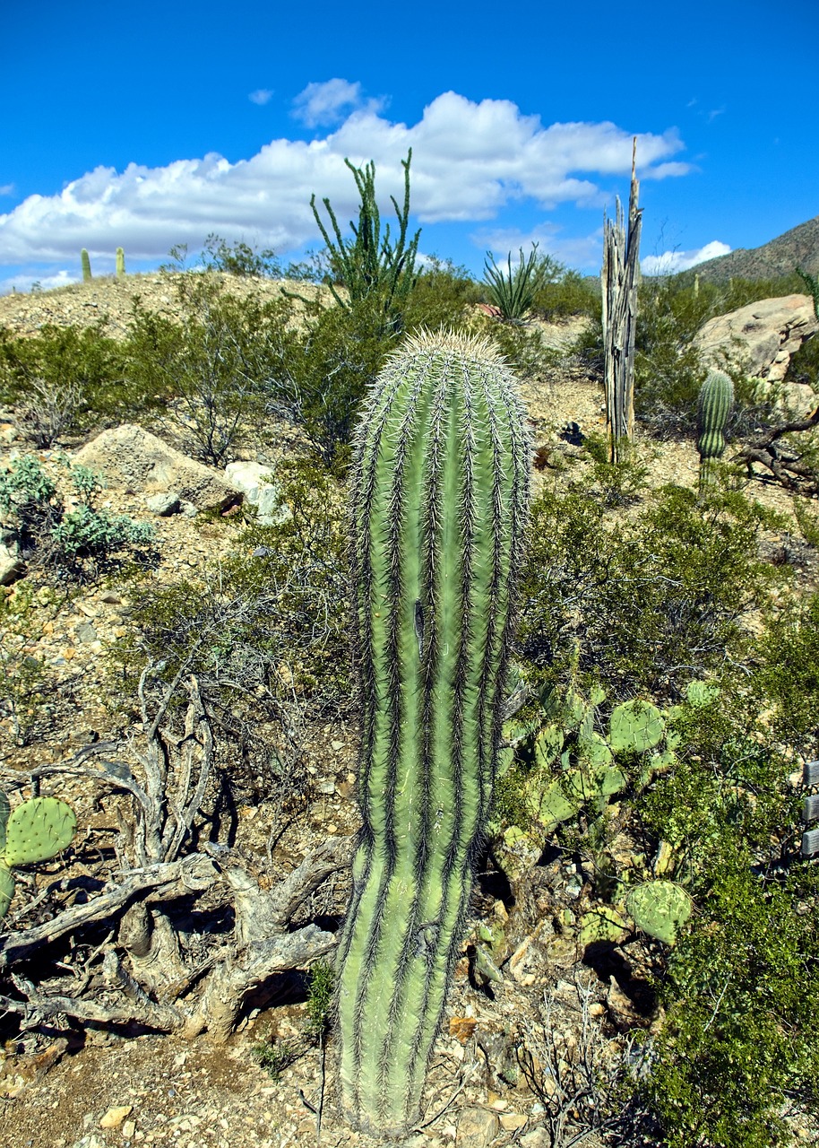 Sulenartigen Saguaro Kaktus - Kostenloses Foto auf Pixabay