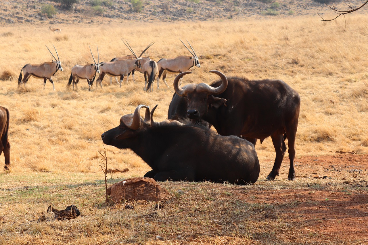 Safari - free online jigsaw puzzle photo