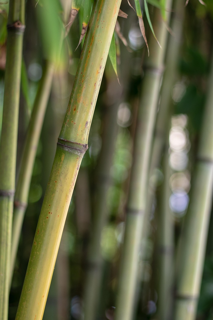 竹子 植物 树 - Pixabay上的免费照片