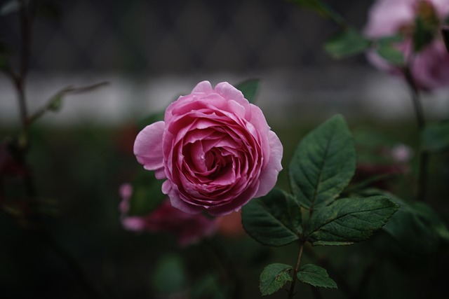 Free Rose Rose Flower photo and picture