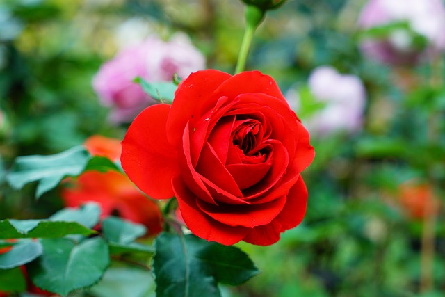 Free Roses Blossom photo and picture