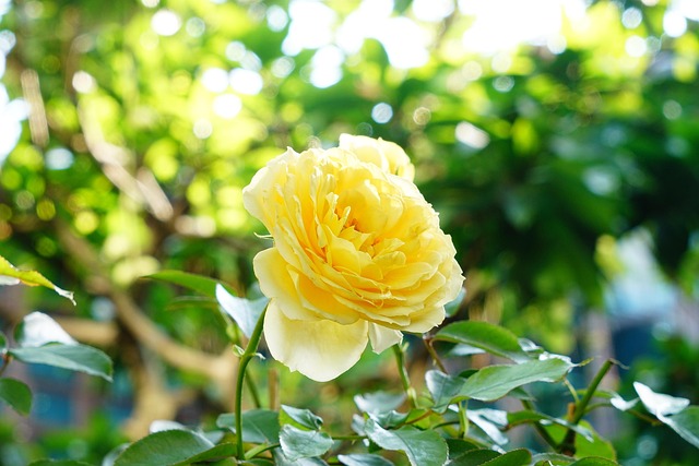 Free Rose Flower photo and picture