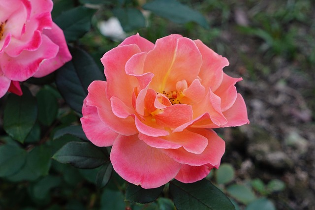 Free Rose Rose Flower photo and picture