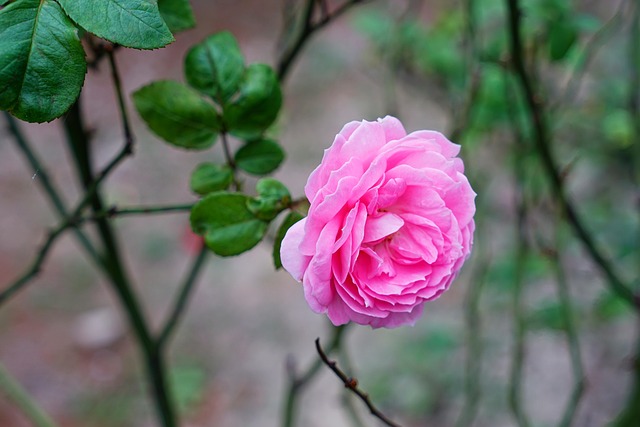 Free Rose Beautiful Flowers photo and picture