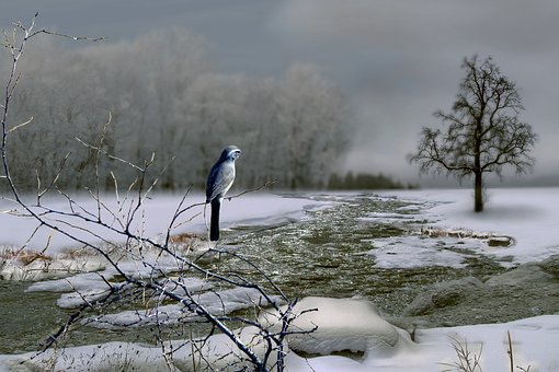 Pássaro, Inverno, Rio, Frio, Neve