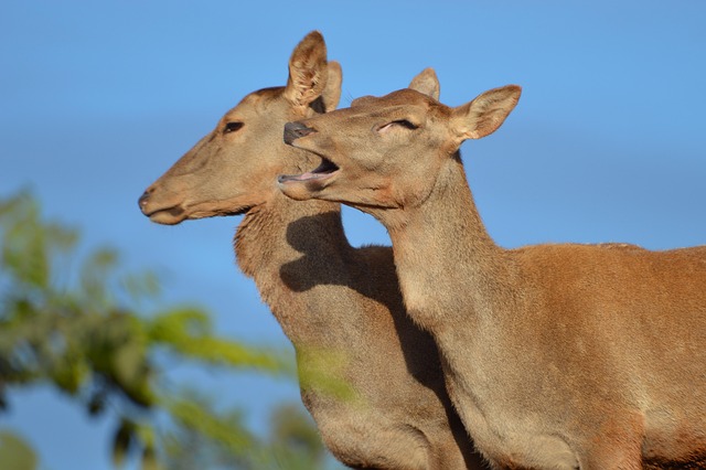 Free Cerf De Berberie Ungulate photo and picture