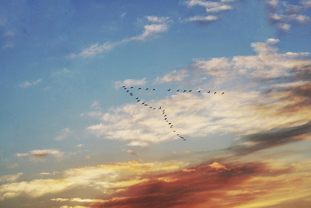 Solnedgang, Himmel, Overskyet, Fugle