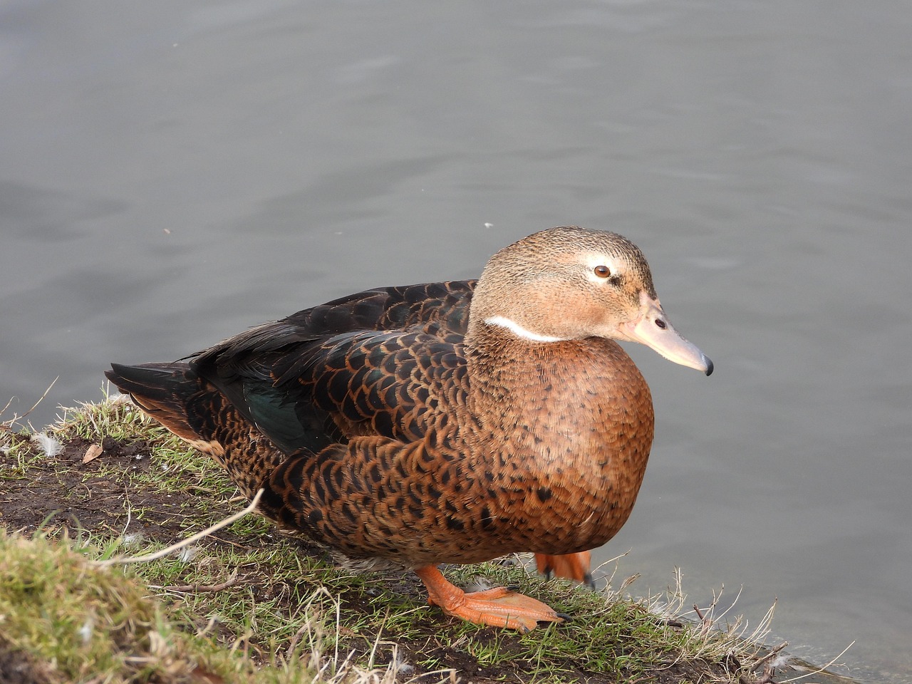 Bebek Teka Teki Silang Bulu Foto Gratis Di Pixabay Pixabay Bebek teka teki silang bulu foto gratis di pixabay pixabay