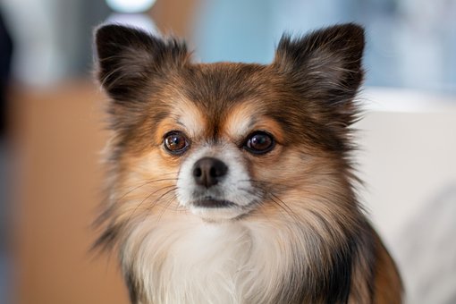 700以上の無料チワワ 犬画像 Pixabay