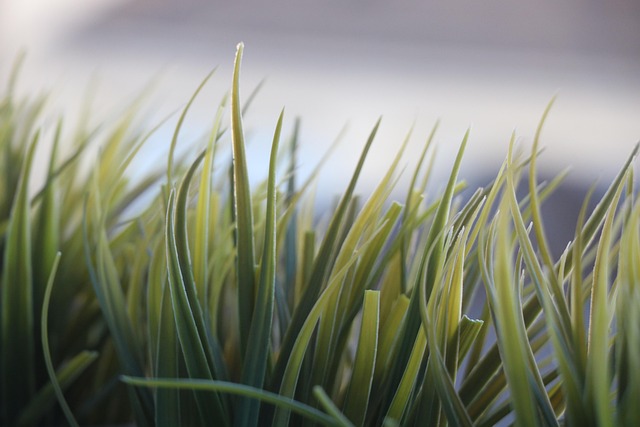 Natur, Pflanze, Gras, Grün, Frühling