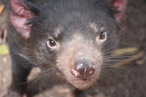 Australien, Tier, Natur, Tierwelt