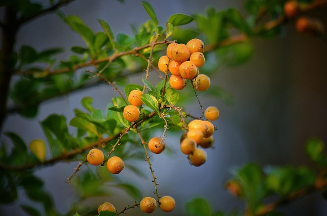Free Fruit Ripe photo and picture