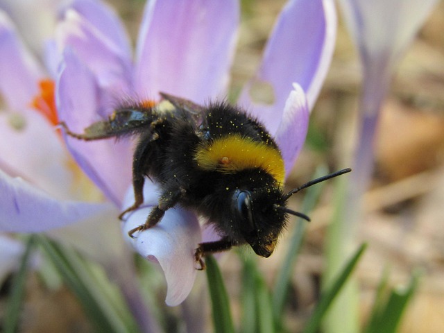 Free Bourdon Hymenoptera photo and picture