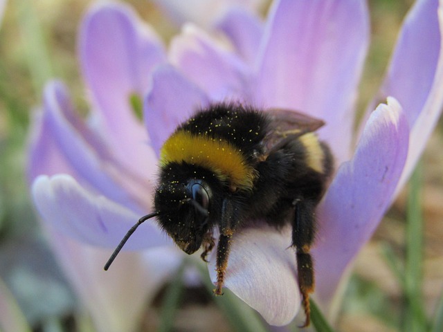 Free Bourdon Hymenoptera photo and picture